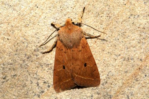 Réf. 193 715 : Agrochola macilenta